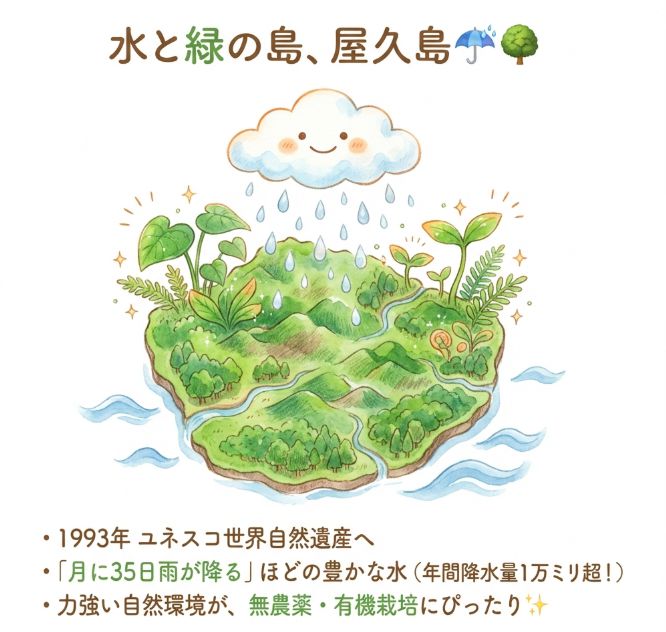 屋久島という産地が持つ背景